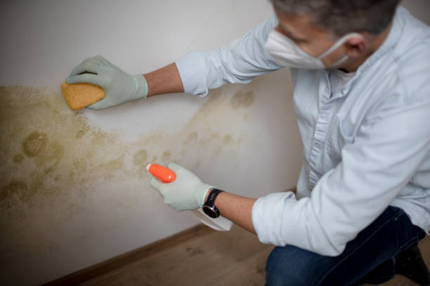 Attic Mold Removal in Tea, SD