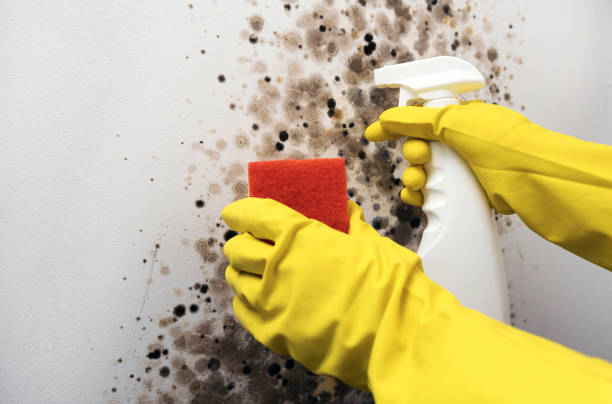 Best Office Mold Removal Services  in Tea, SD