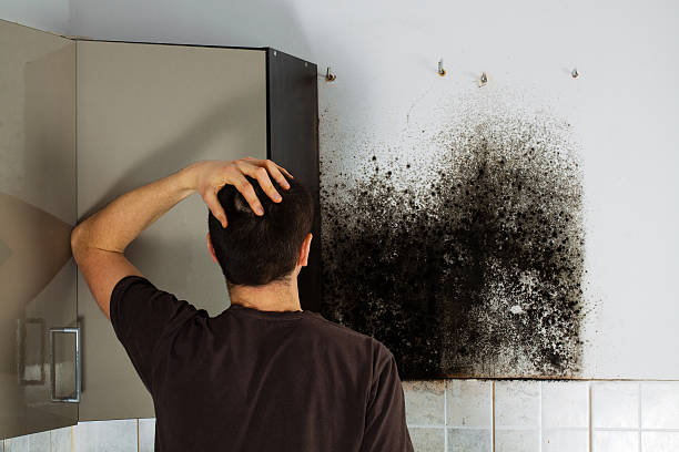Best Mold Damage Repair  in Tea, SD
