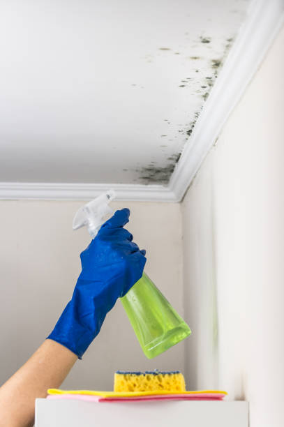 Mold Removal Process in Tea, SD